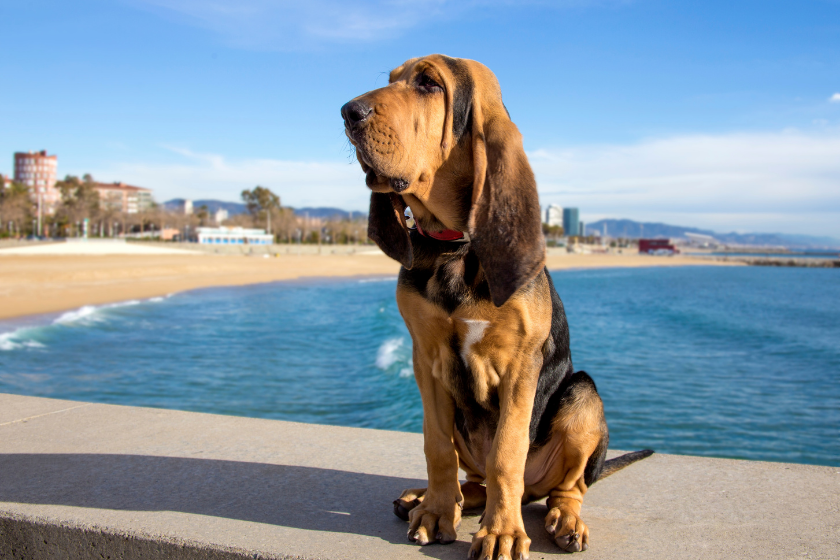 bloodhound stinkiest dog breed