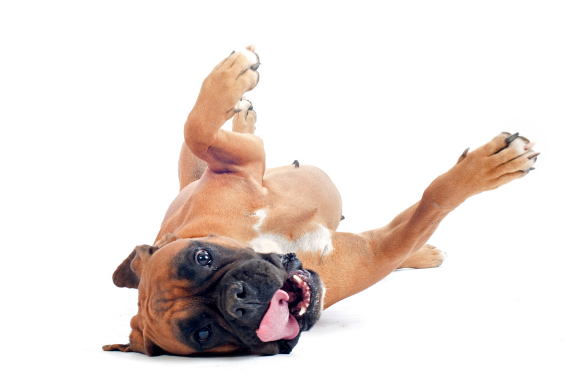 boxer rolling on white background