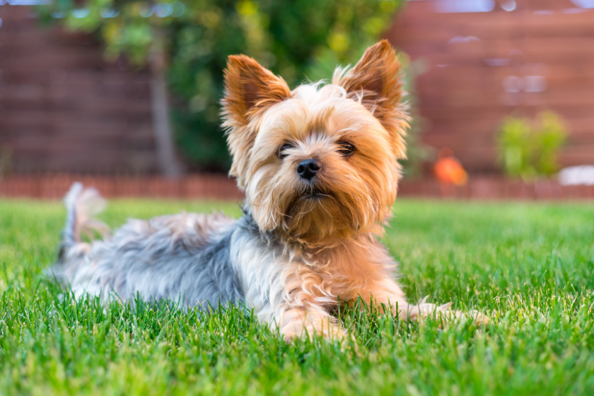 yorkshire terrier on grass stinkiest dog breed