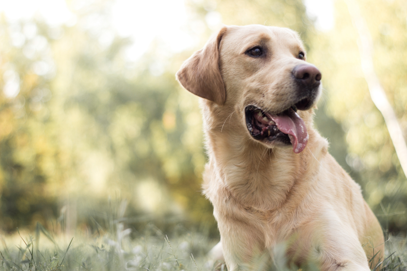 labrador retriever outside