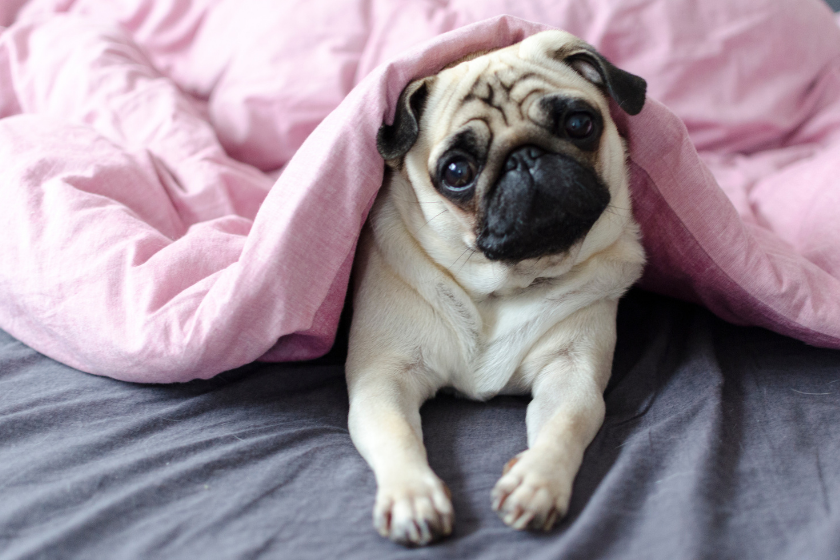 pug under pink blanket looking at camera