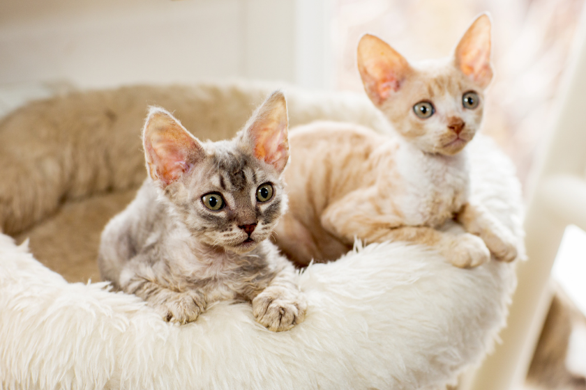 cornish rex tiny cat breed 