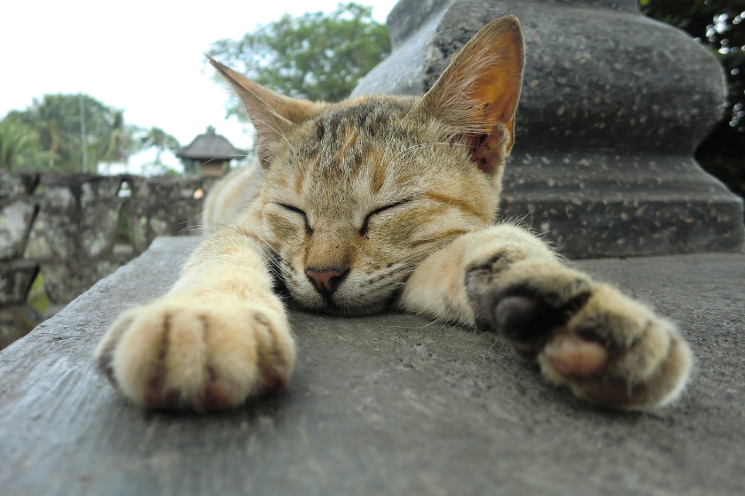 javanese tiny cat breed