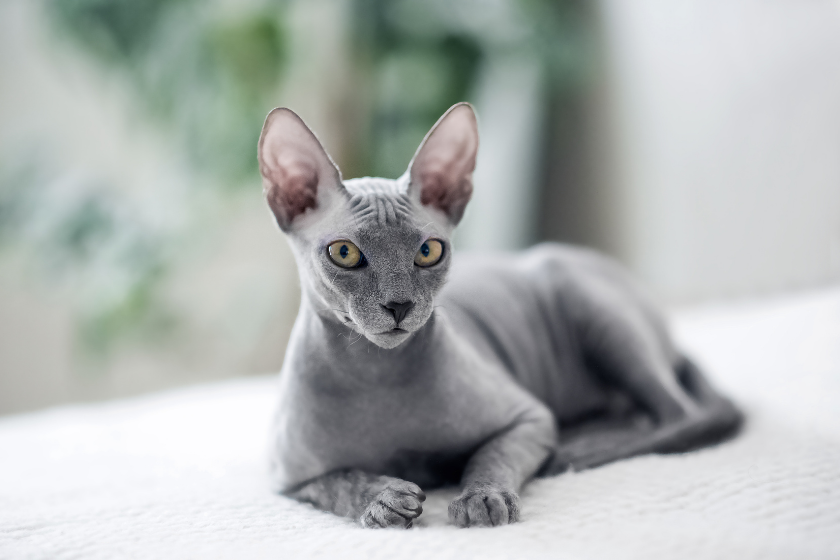 sphynx tiny cat breed sitting