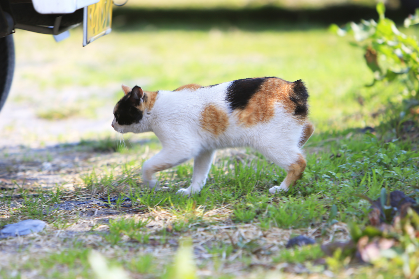 japanese bobtail tiny cat breed