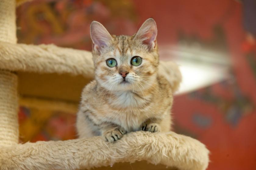 munchkin cat sitting on cat tree