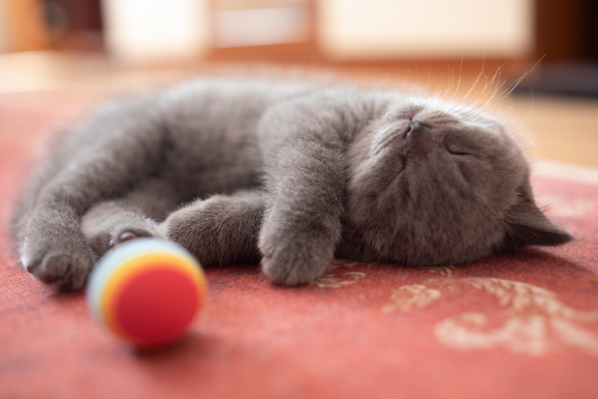 scottish fold cat lying on ground beside ball