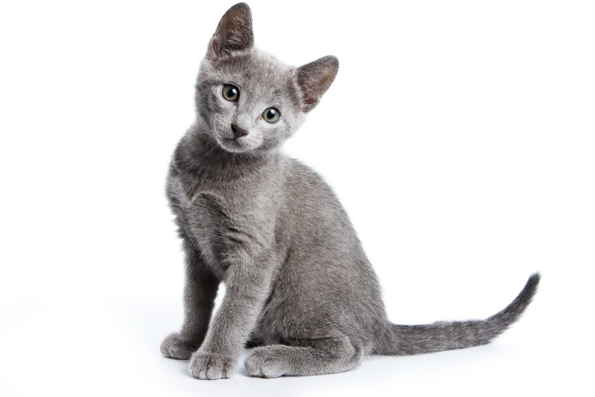 russian blue on white background