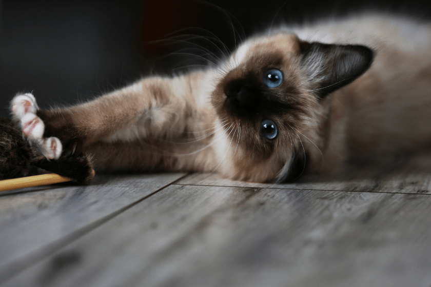 burmese rolling on floor