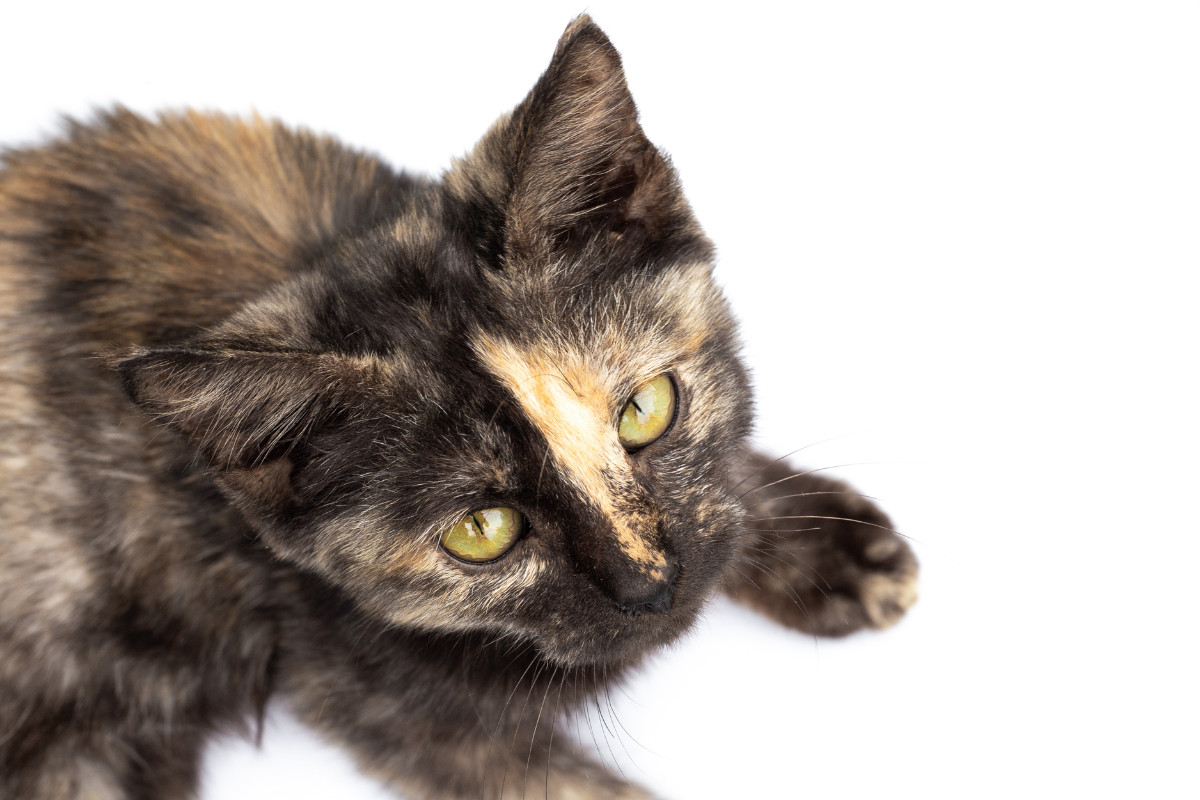 The Chimera Cat: Everything to Know About This Unique Feline