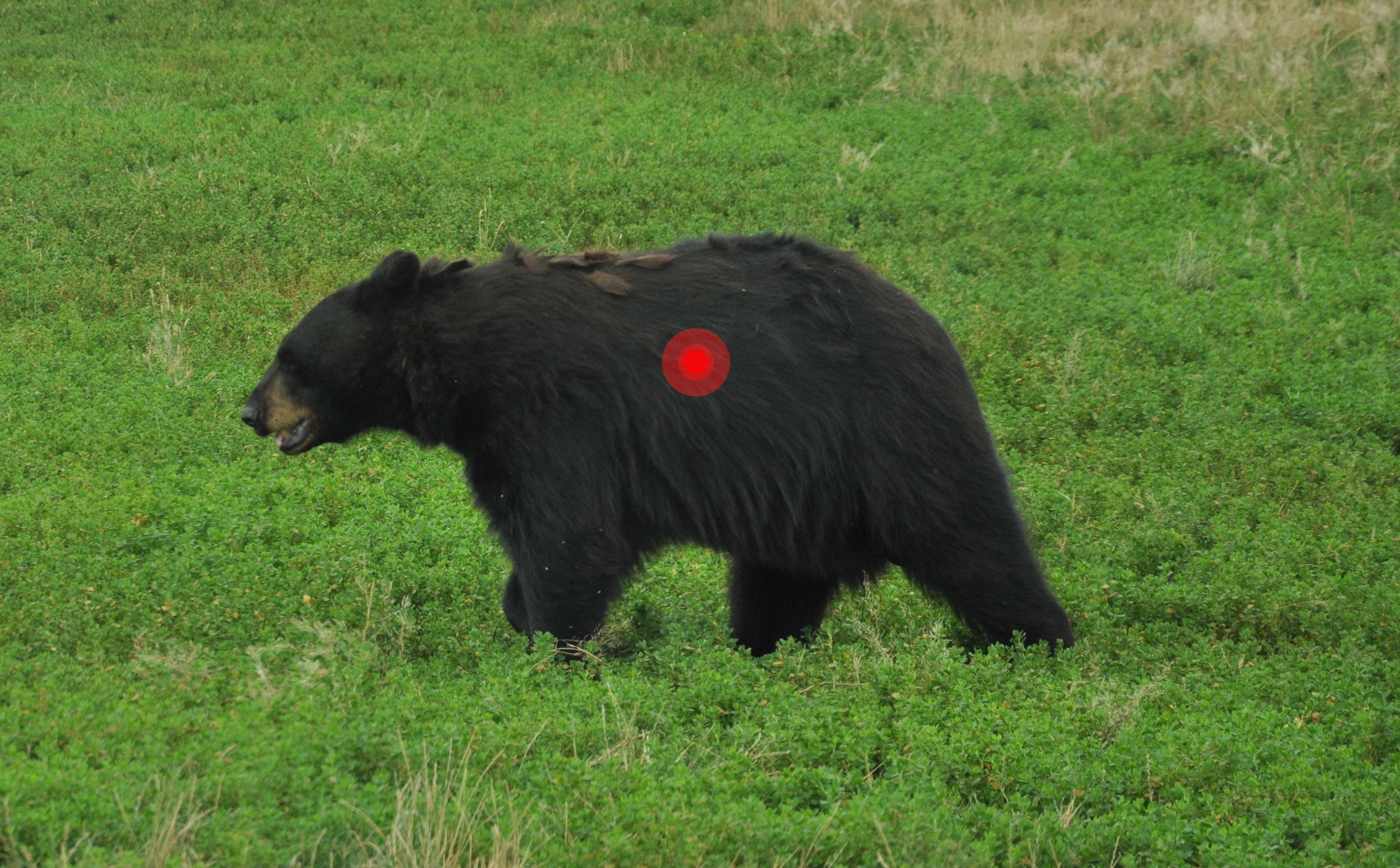 Where to Shoot a Bear With a Bow