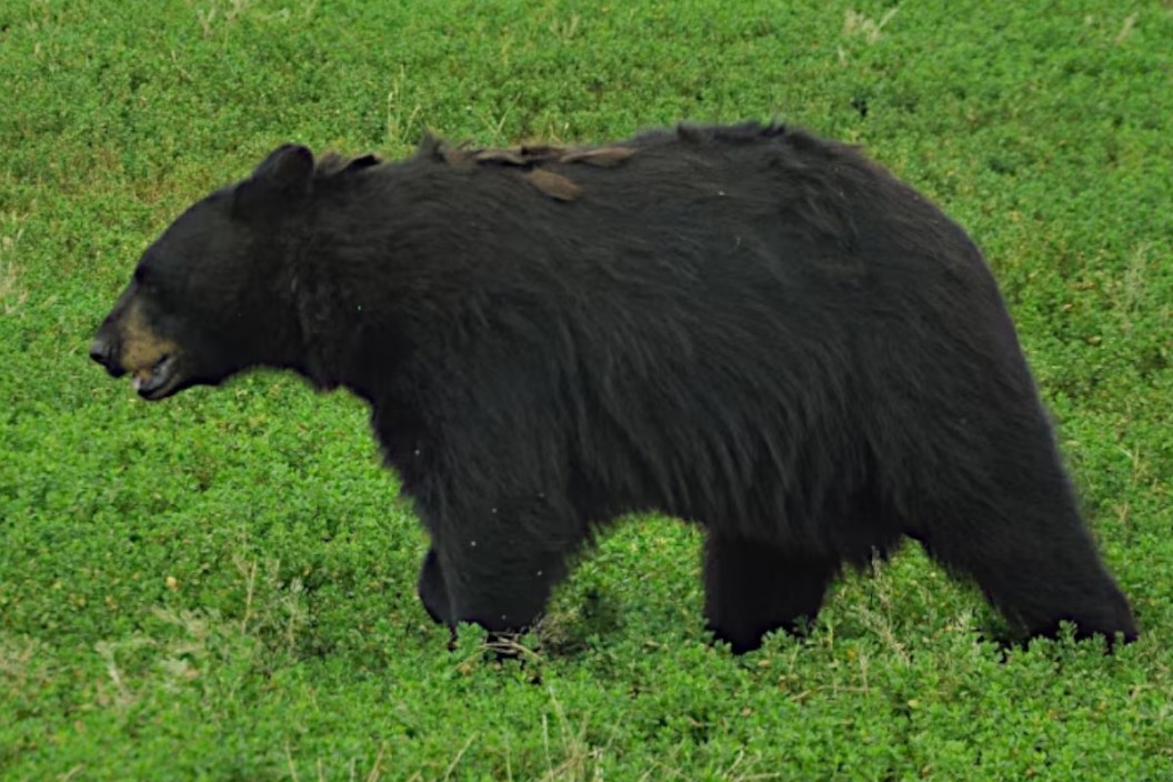 Best Black Bear Hunting States