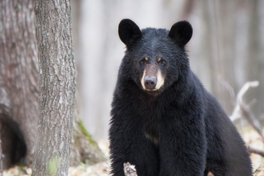 Best Black Bear Hunting States