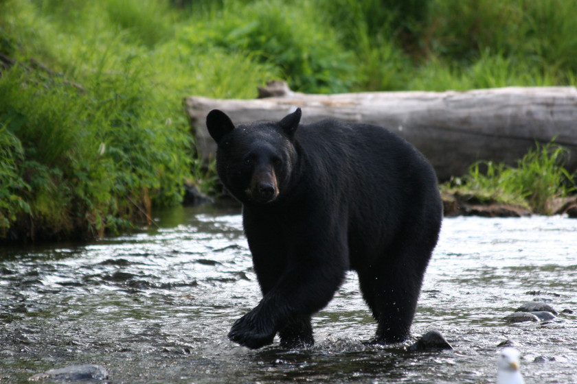 spring black bear