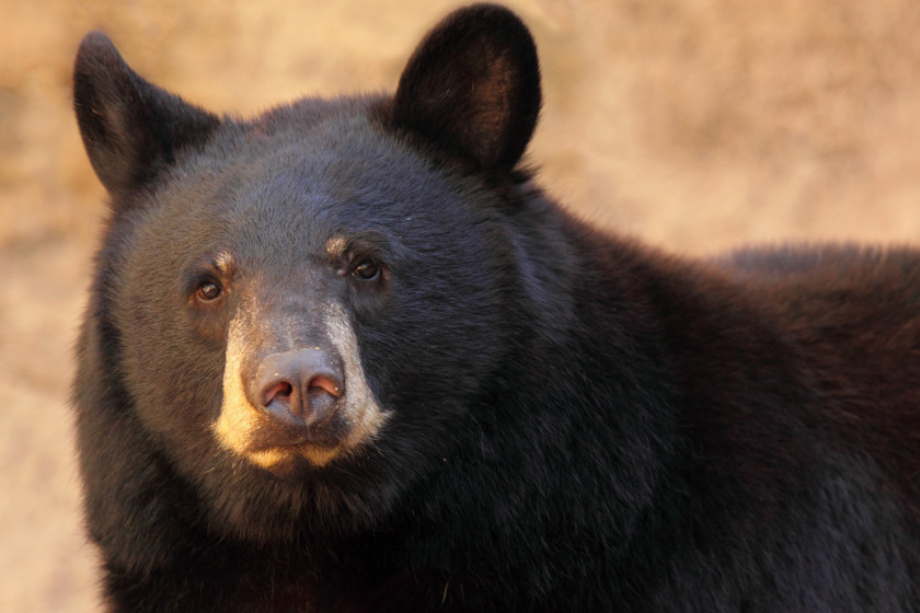 Best Black Bear Hunting States