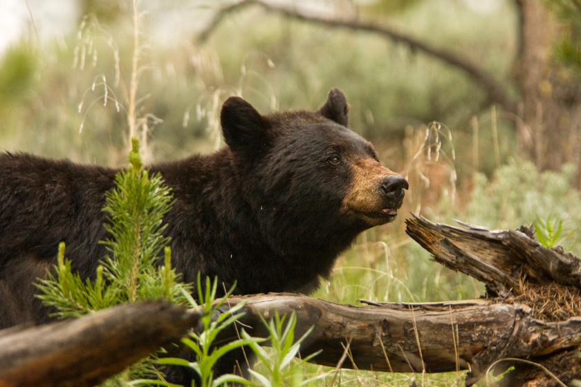 Best Black Bear Hunting States