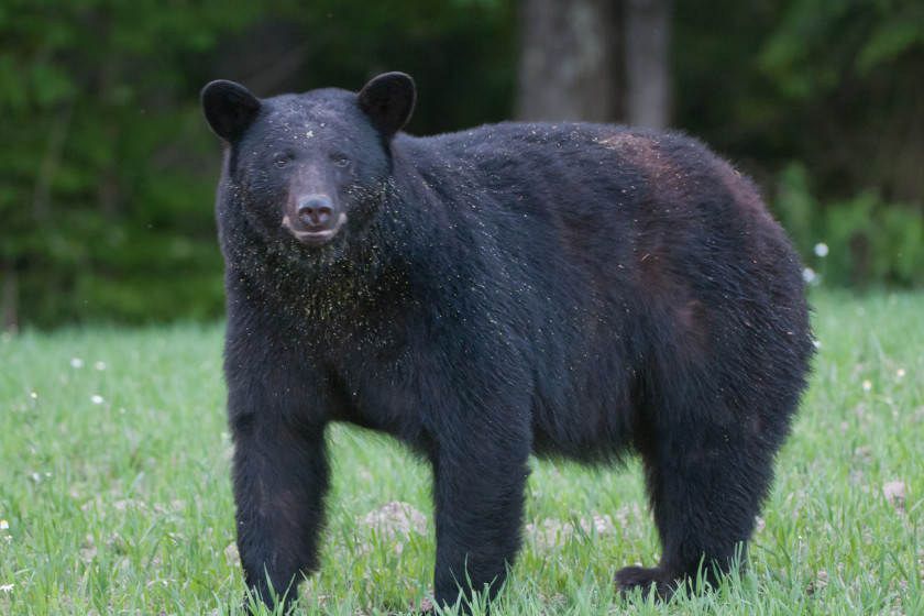 Best Black Bear Hunting States