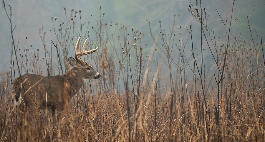 whitetail deer