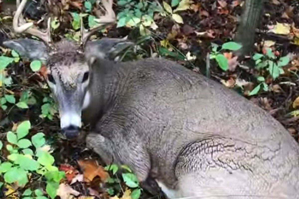 deer