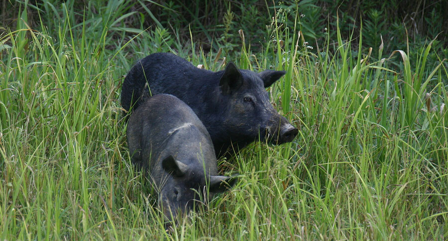 feral hog attack