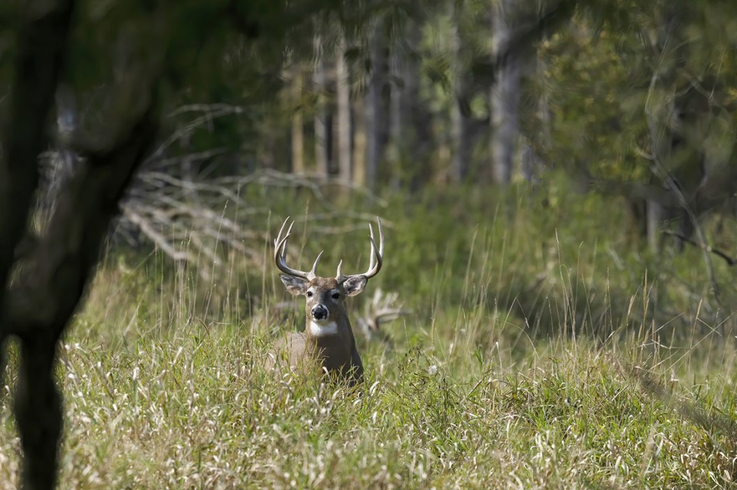 Deer Nicknames 65 Monikers for That Big Buck On Your Hit List