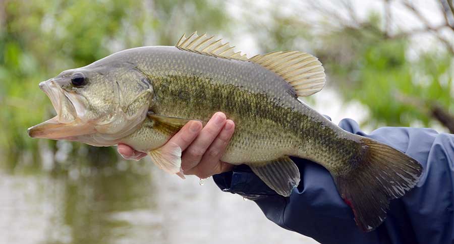 Spinnerbaits for Bass: 8 Choices That Always Seem to Catch Them