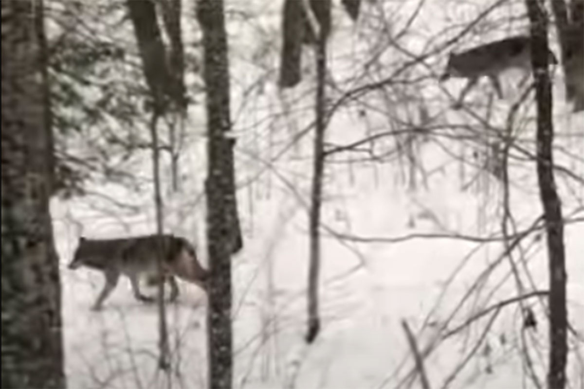 11 Reasons Why This Hunter Wasn't Seeing Any Deer Wide