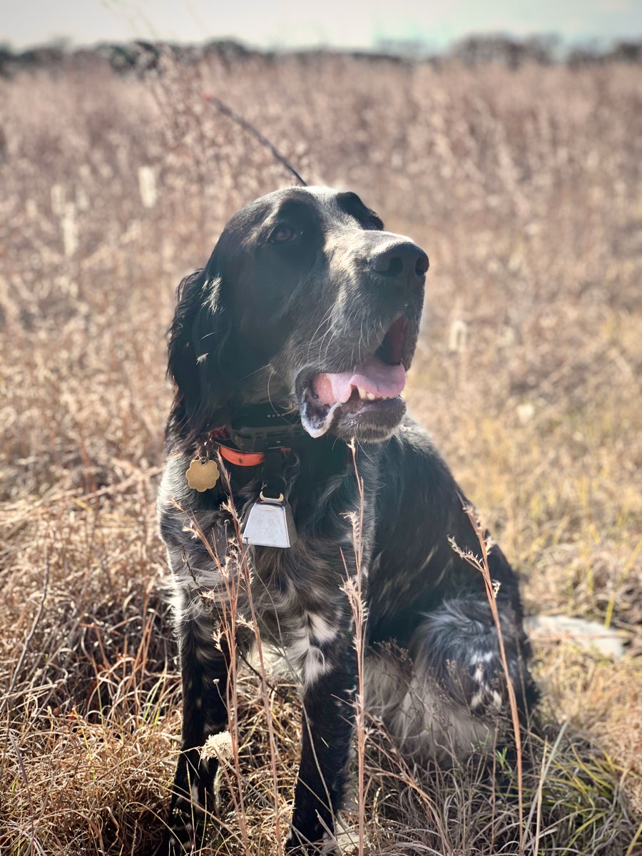 Hunting Dog Names