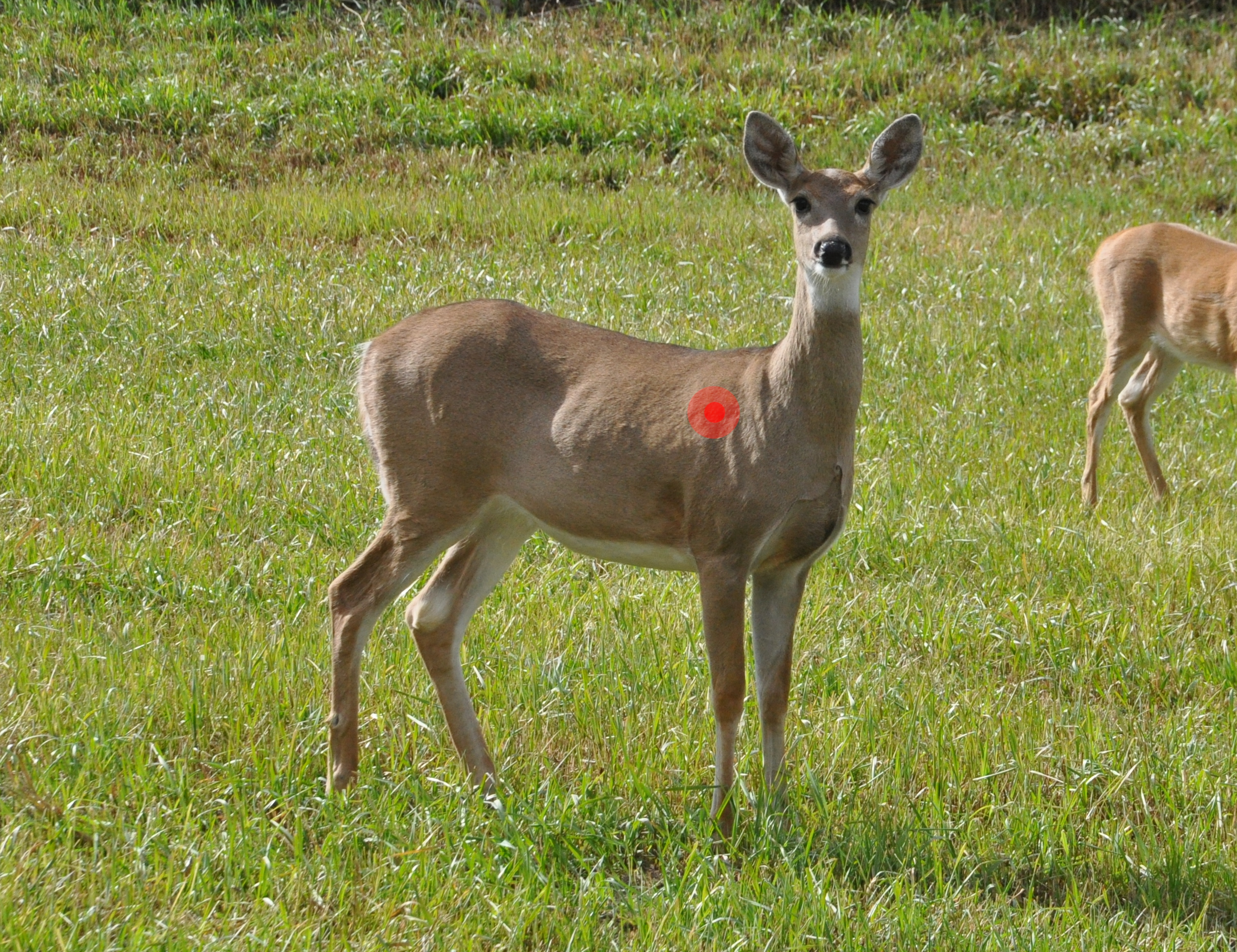 Where to Shoot a Deer