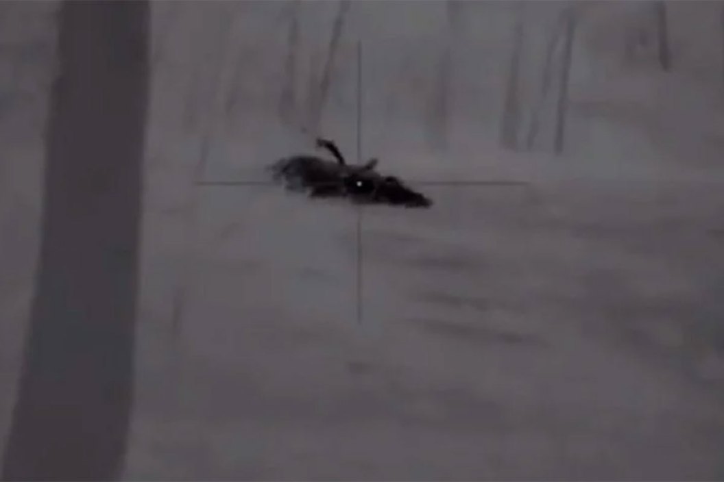 hog hunting