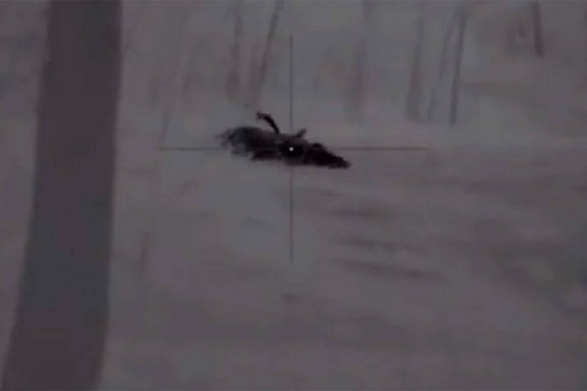 This is Best Shot You'll Ever See on a Wild Hog - Wide Open Spaces