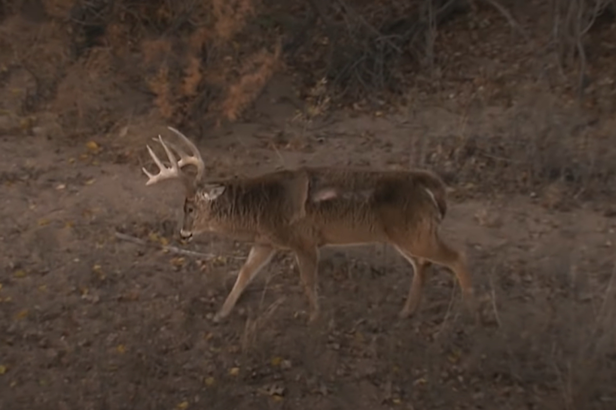 Kansas Whitetail