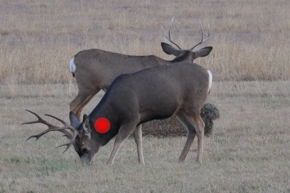 Where to Shoot a Deer