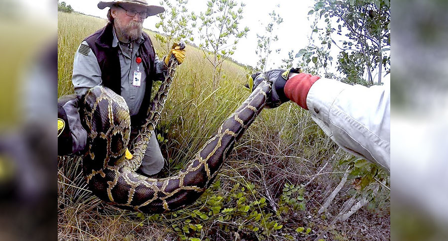 veterans hunting pythons