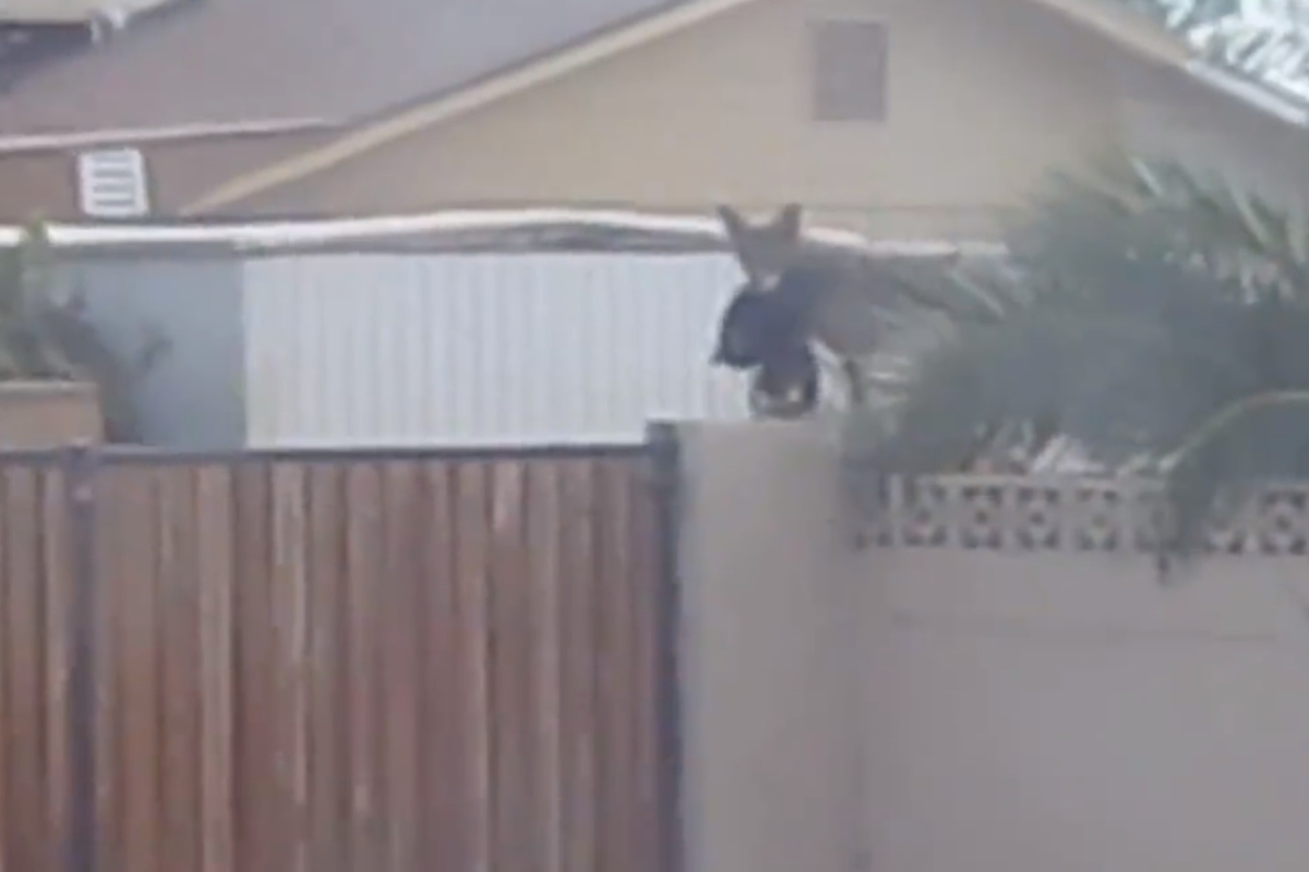 Urban Coyote