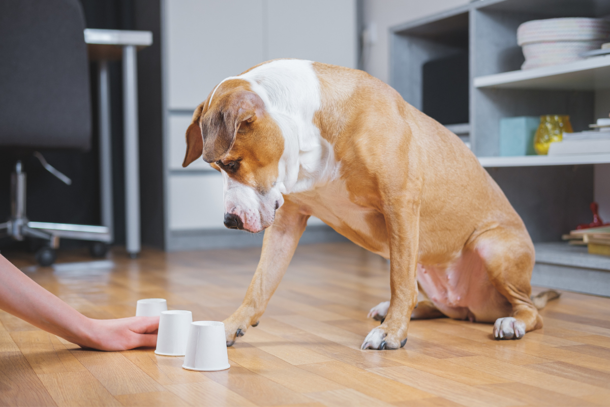 5 Brain Games Your Dog Is Better Than YOU at!