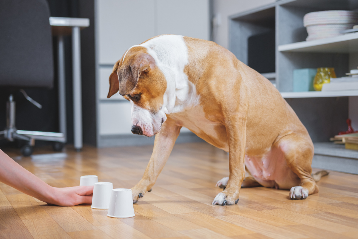 10 Fun Brain Games For Dogs - Puppy Leaks