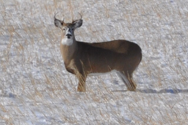 Deer in the Winter