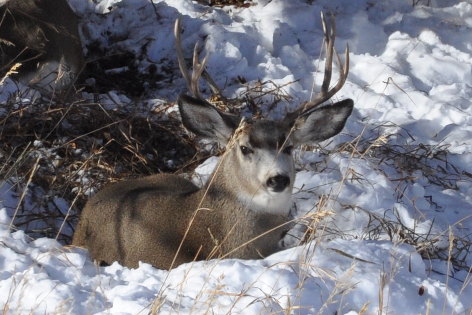 Deer in the Winter