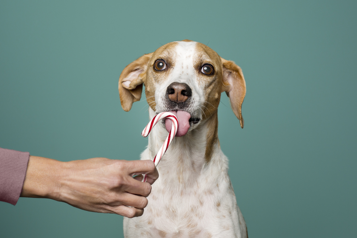 are peppermint candy canes bad for dogs