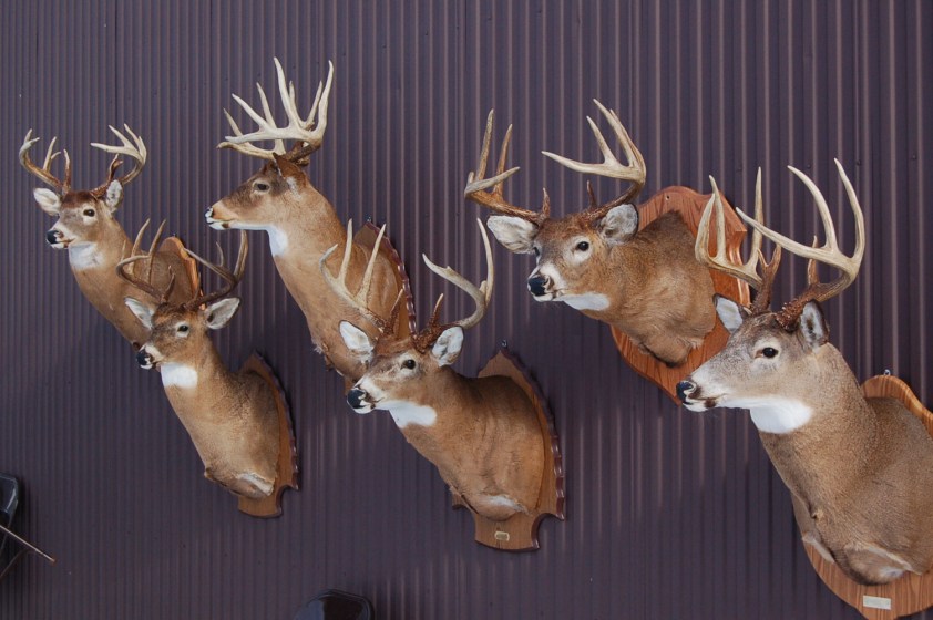 Deer Taxidermy Options