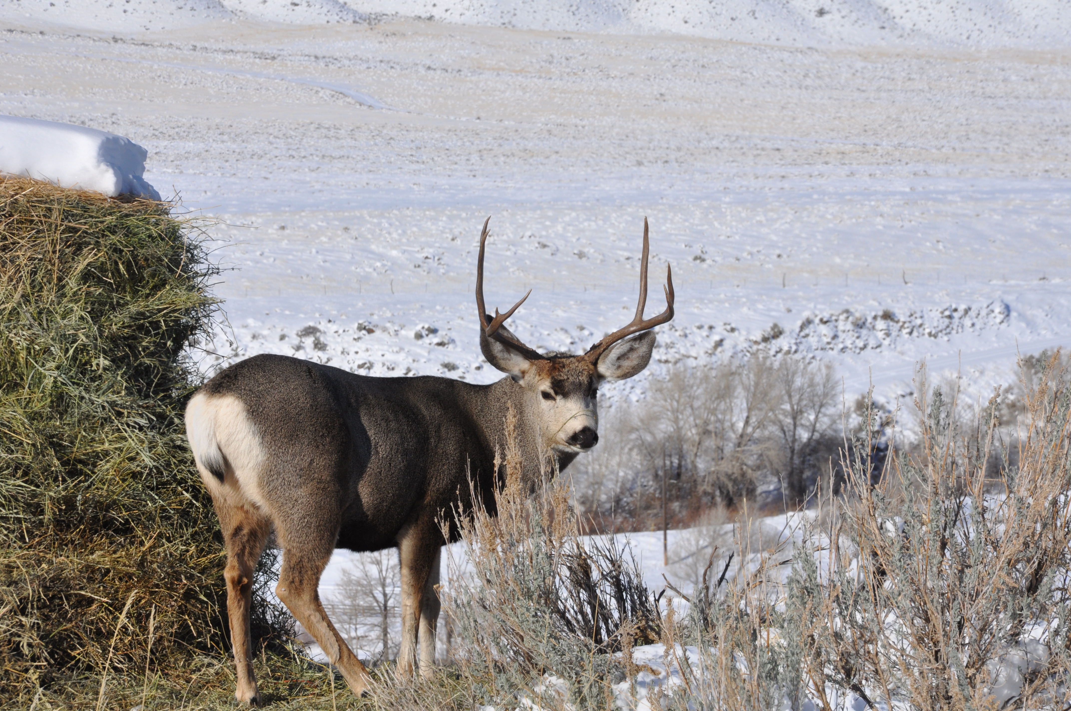 Deer in Winter