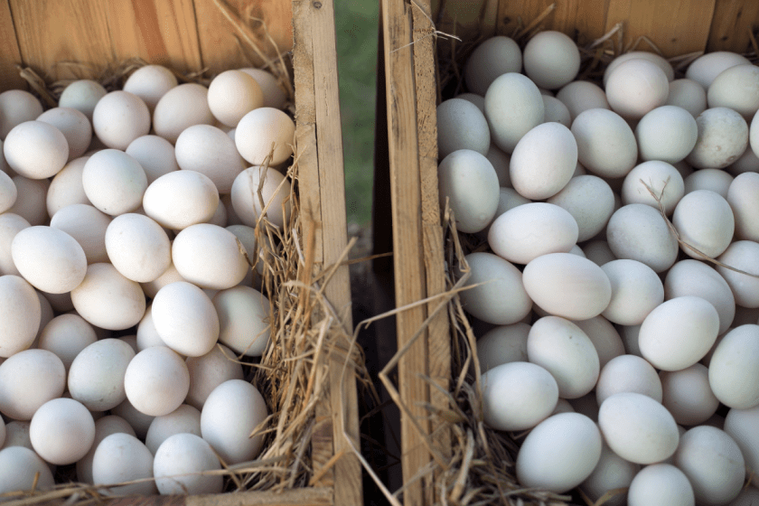 Duck Eggs vs. Chicken Eggs: 10 Reasons It's Time for a Change
