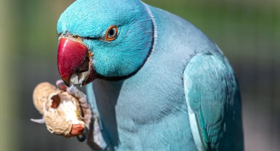 Indian Ringneck Parakeet