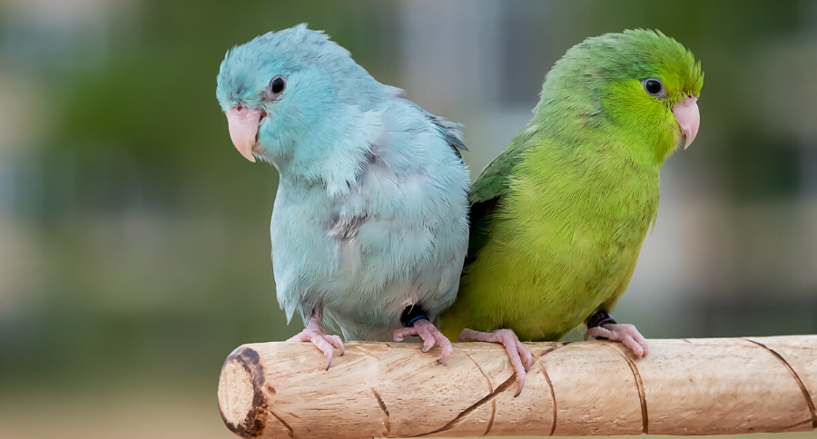Parrotlet bird clearance