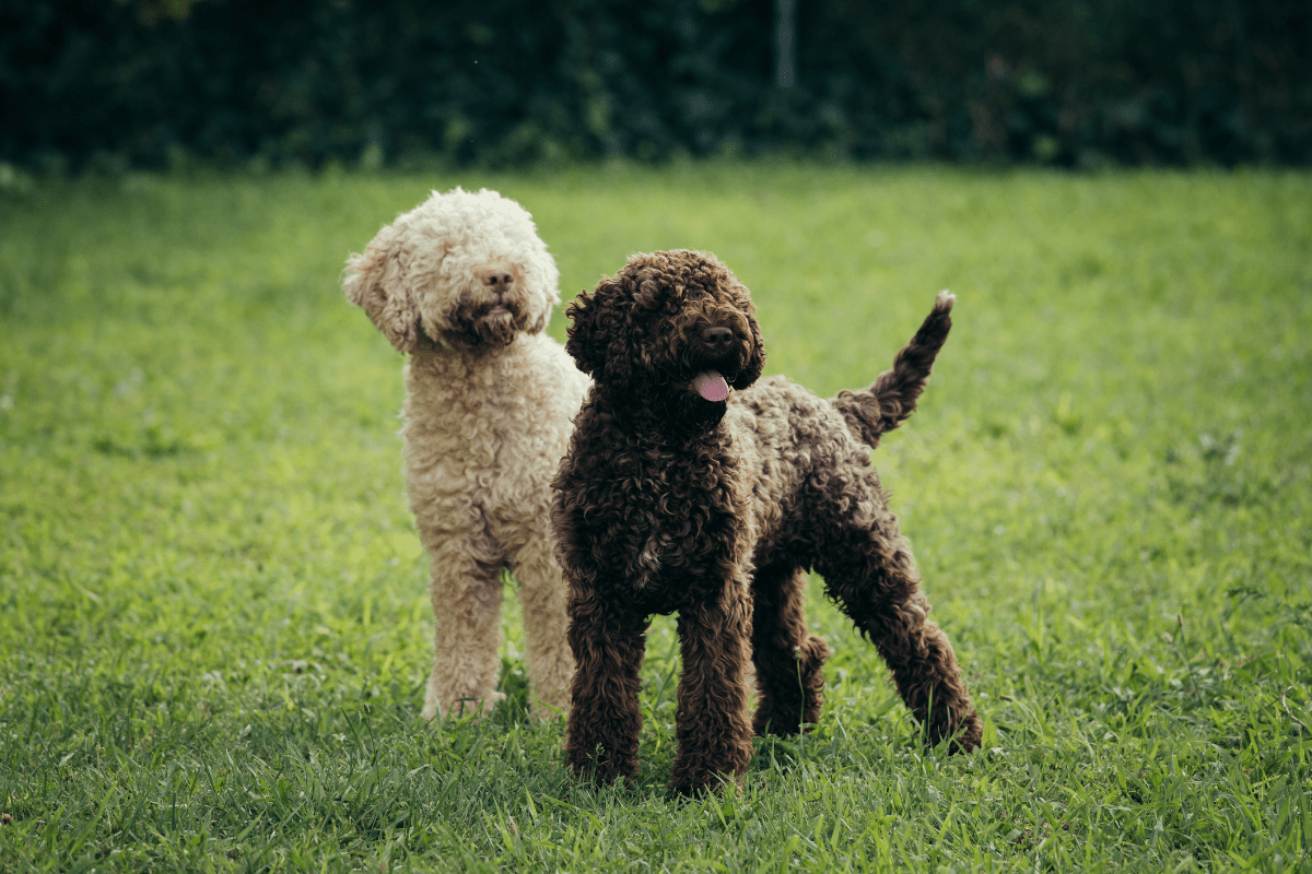 Truffle Dogs 5 Hunting Breeds That Will Sniff Out Edible Gold