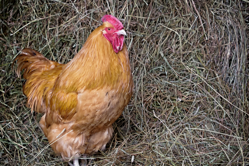 buff orpington sits in hay