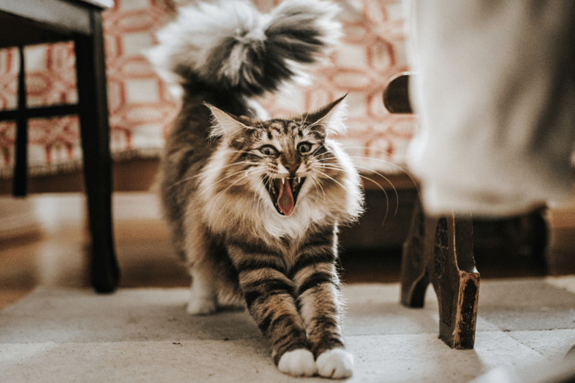 norwegian forest cat