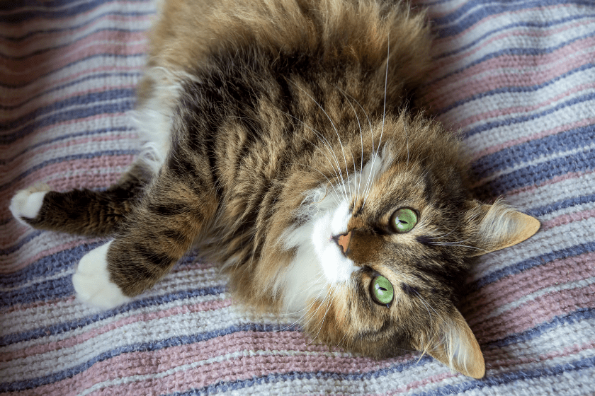 norwegian forest cat