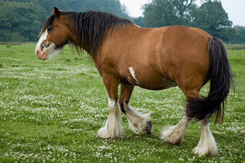 clydesdale standing in historical area of grass